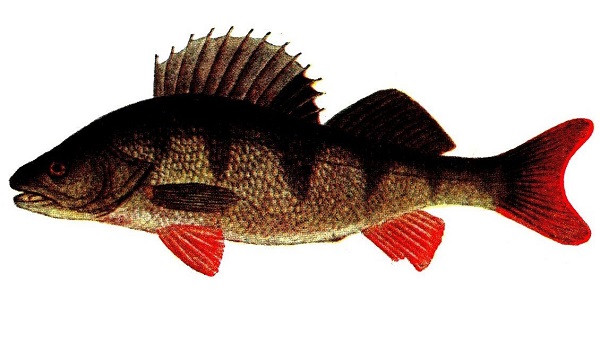 Pesce Persico