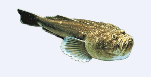Pesce prete
