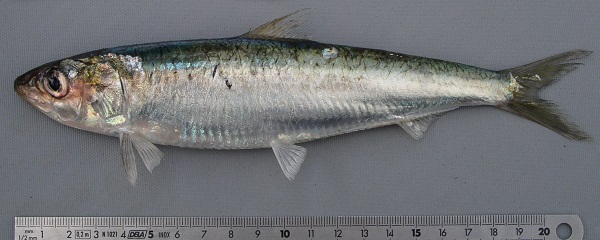 Sardina