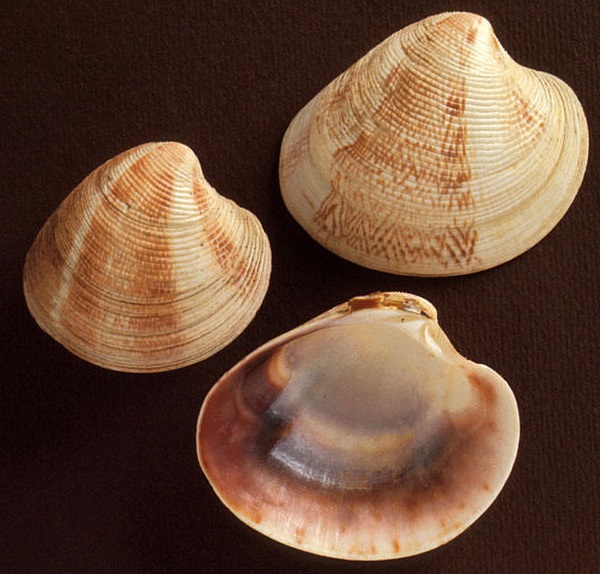 Vongole