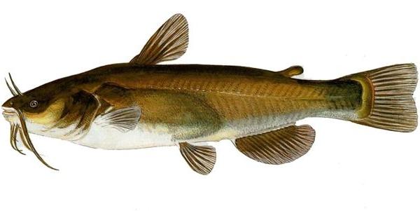 Pesce gatto Ictalurus melas
