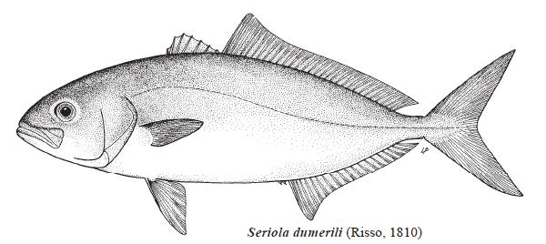 Ricciola Seriola dumerili Risso