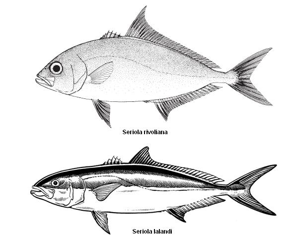 Seriola rivoliana - Seriola lalandi 