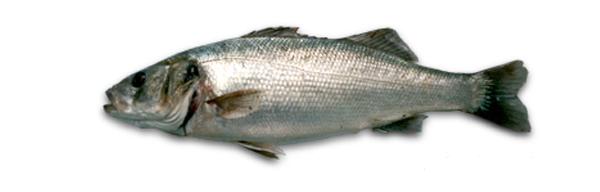 Spigola o Branzino Dicentrarchus labrax L.