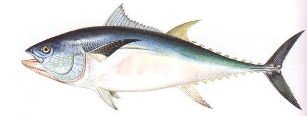 Tonno rosso Thunnus thynnus L.