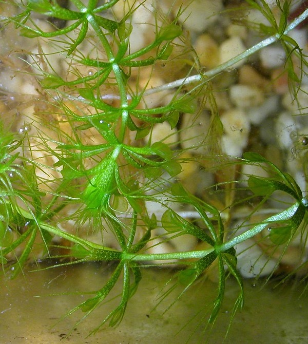 Aldrovanda vesiculosa