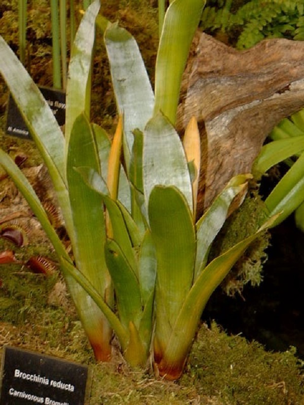 Brocchinia reducta