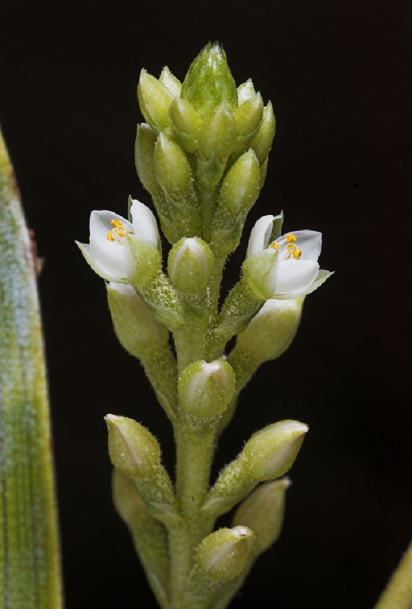 Brocchinia reducta