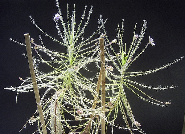 Byblis liniflora