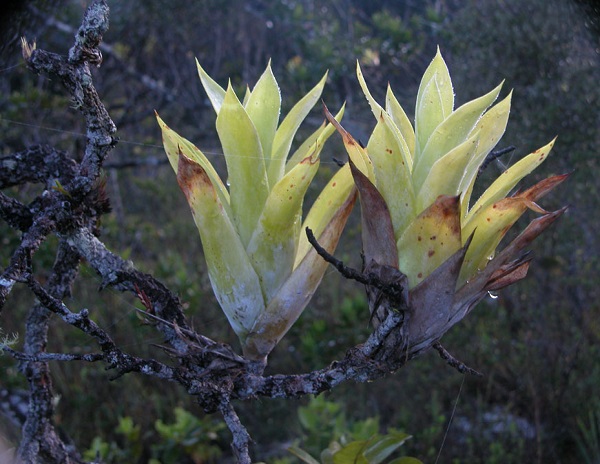 Catopsis berteroniana 