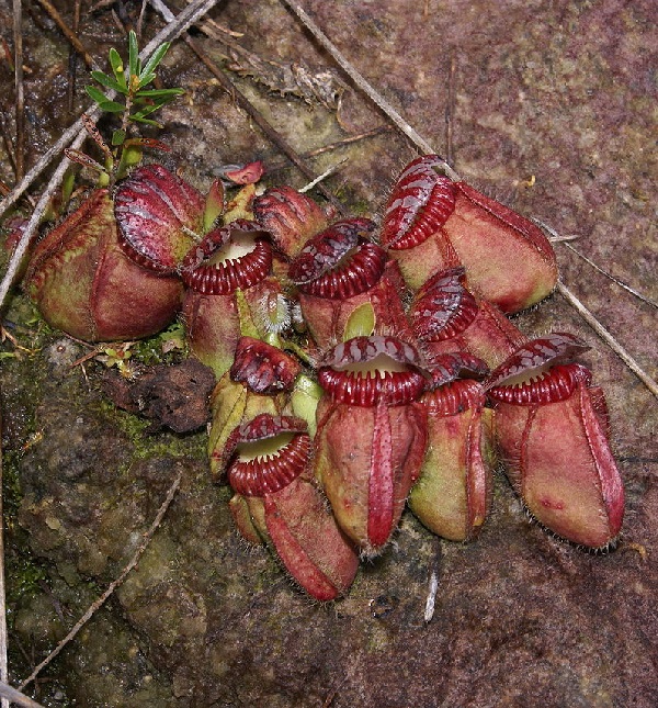 Cephalotus follicularis