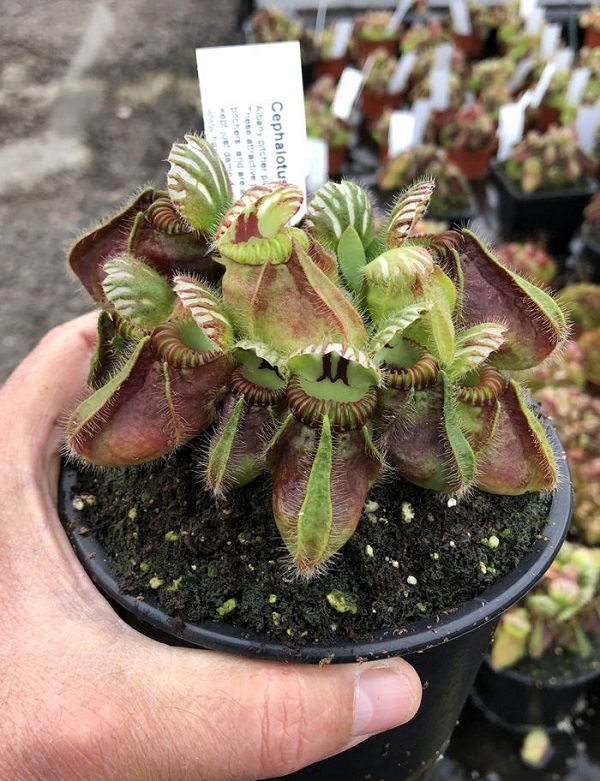 Cephalotus follicularis