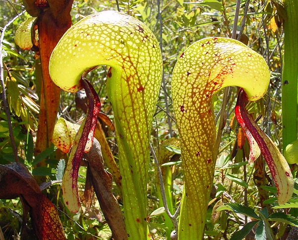 Darlingtonia californica