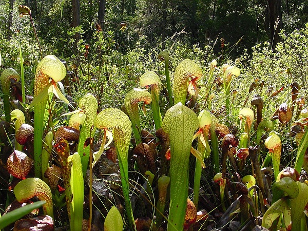 Darlingtonia californica