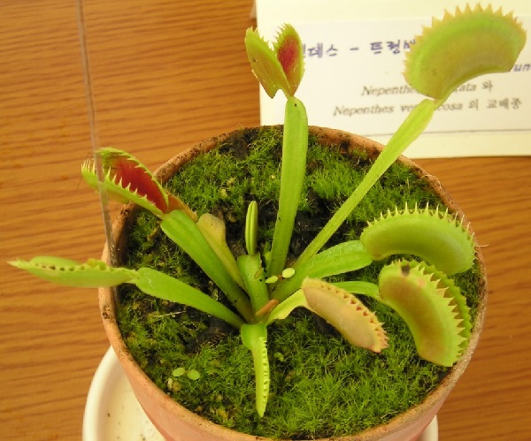 Dionaea muscipula