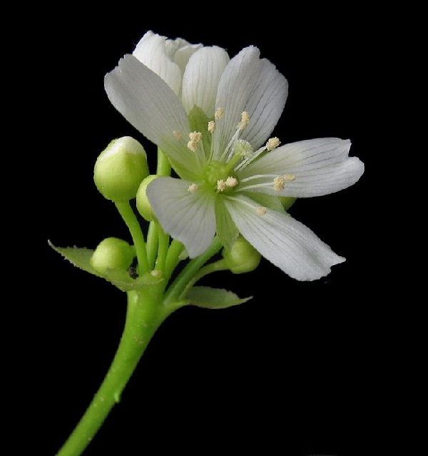 Dionaea muscipula