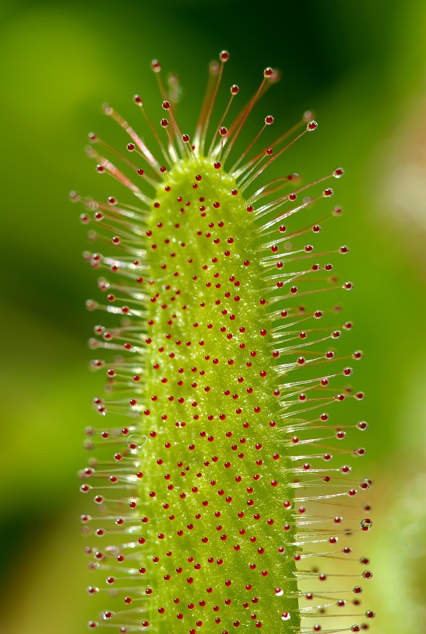 Dosera capensis