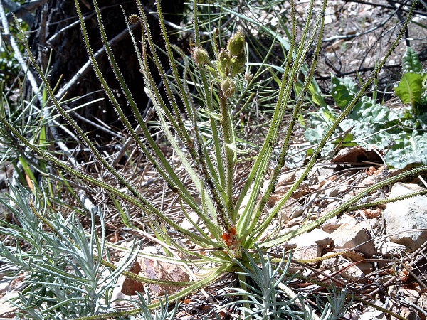 Drosophyllum lusitanicum