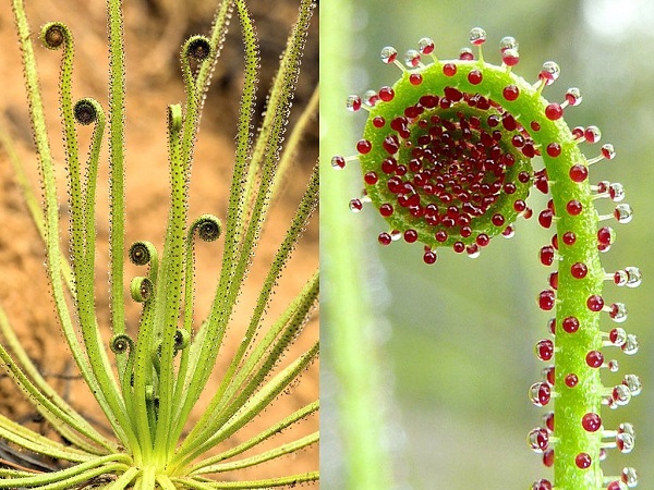 Drosophyllum lusitanicum