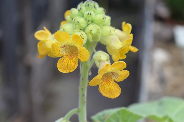 Ibicella lutea 