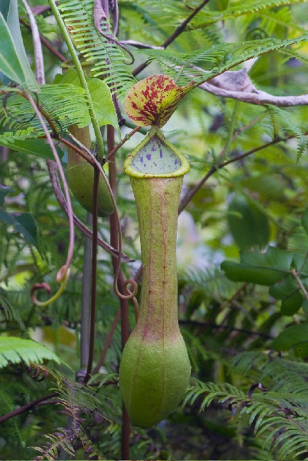 Nepenthes alata