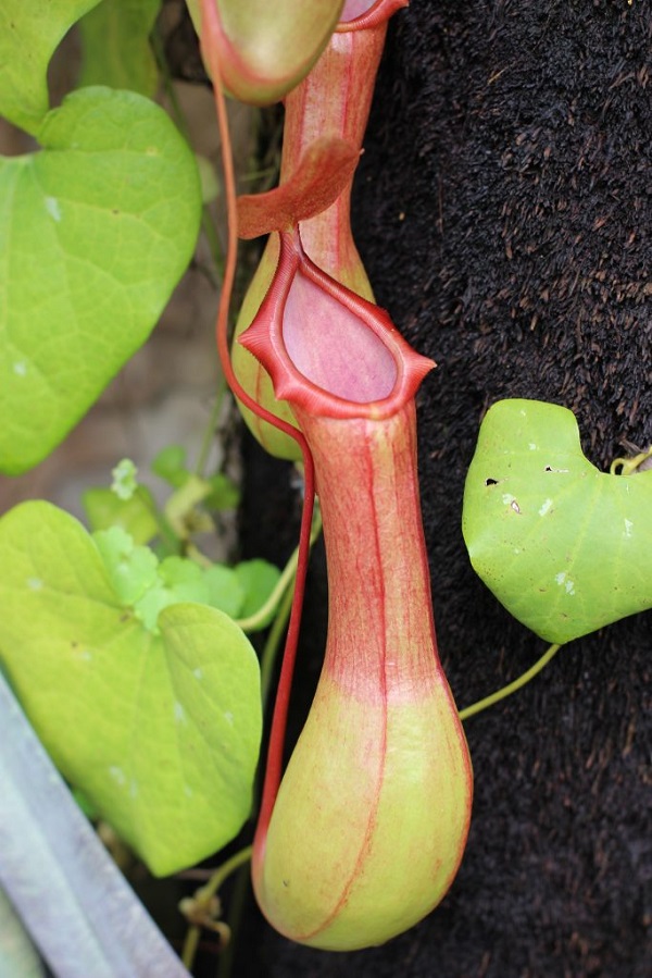 Nepenthes x ventrata