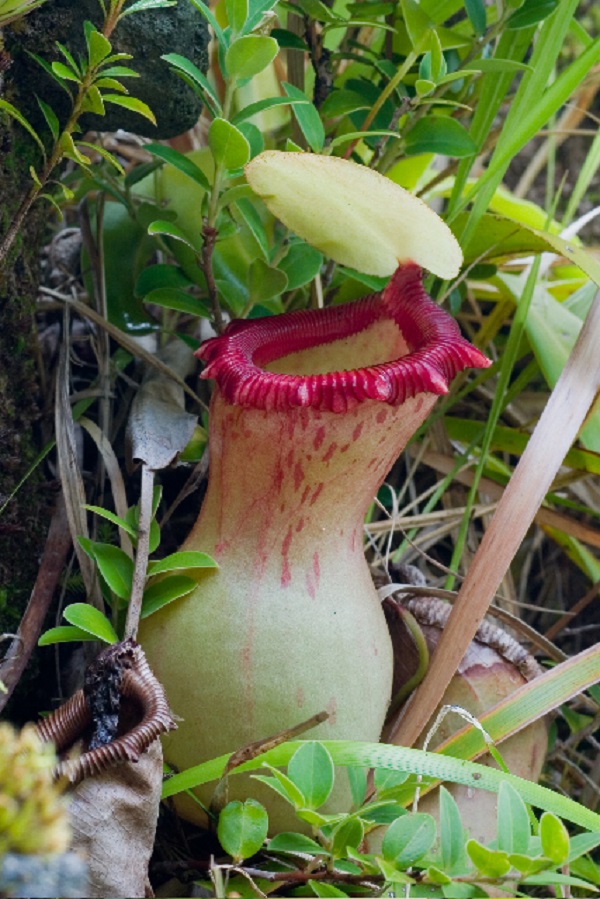 Nepenthes ventricosa