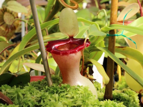 Nepenthes ventricosa