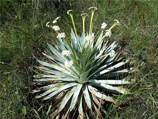 Paepalanthus bromelioides