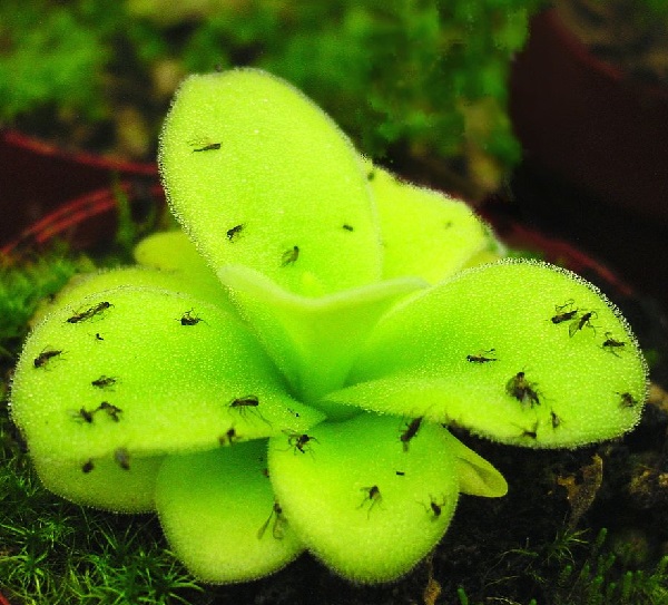 Pinguicula gigantea