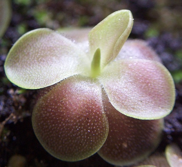 Pinguicula x sethos