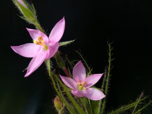 Roridula gorgonias