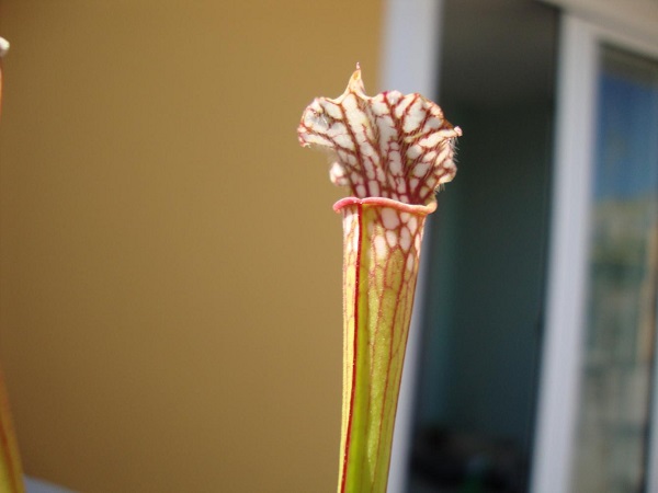 Sarracenia Leucophylla