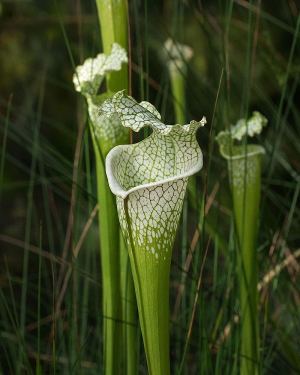 Sarracenia Leucophylla