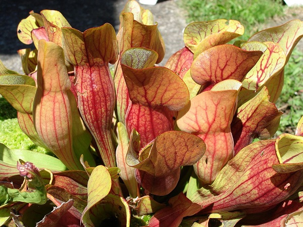 Sarracenia purpurea