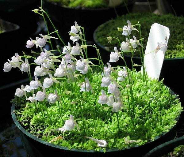 Utricularia graminifolia