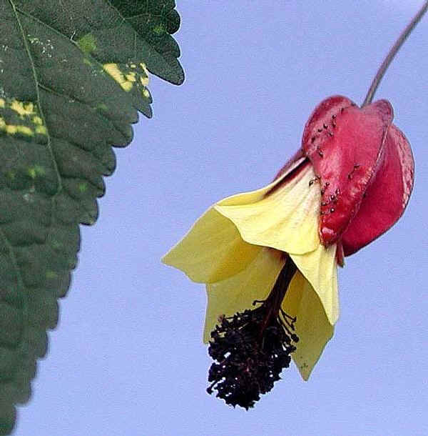 Abutilon megapotamicum var. Variegata