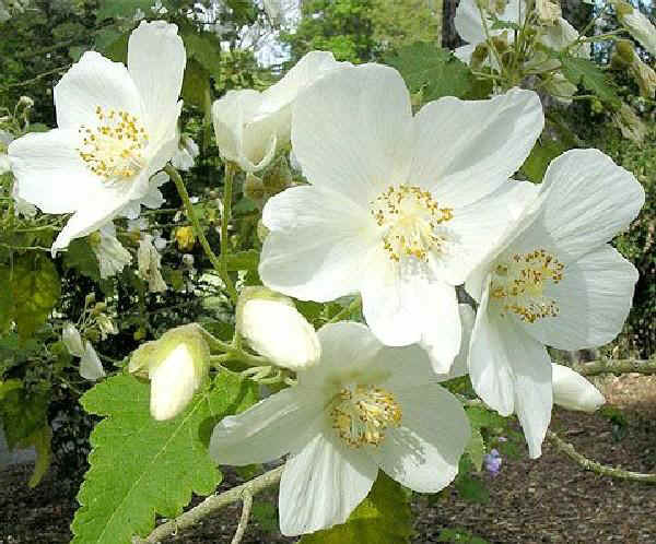 Abutilon vitifolium 