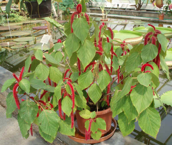 Acalypha hispida