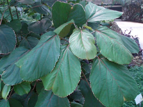 Acalypha wilkesiana