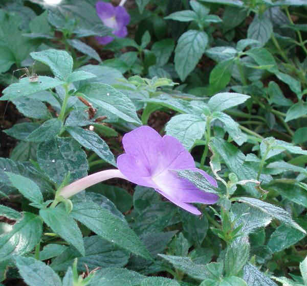 Achimenes magnifica