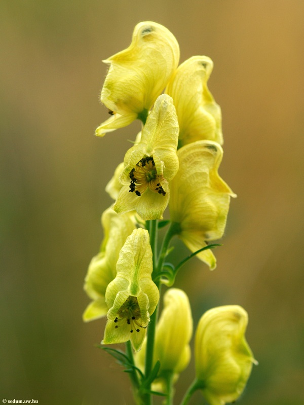 Aconitum anthora