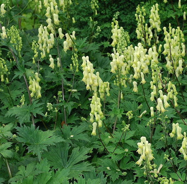 Aconitum lycoctonum