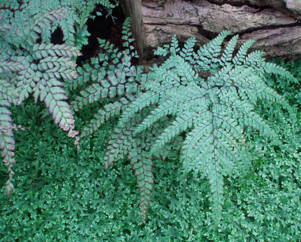 Adiantum formosum (Giardino Botanico di Berlino)