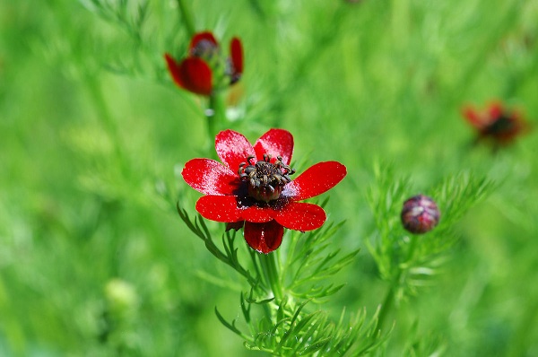 Adonis flammeus