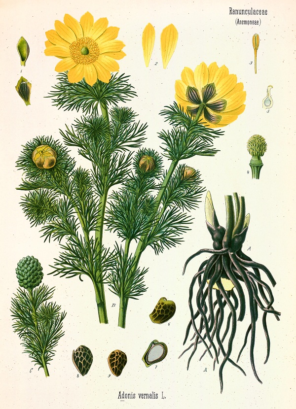 Adonis vernalis