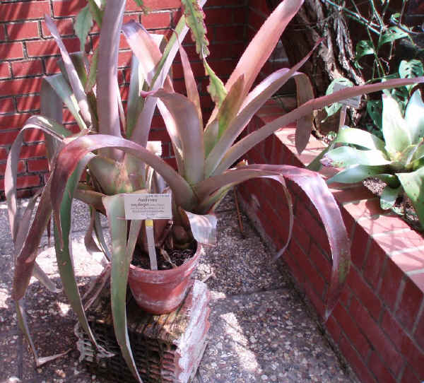 Aechmea aquilegia