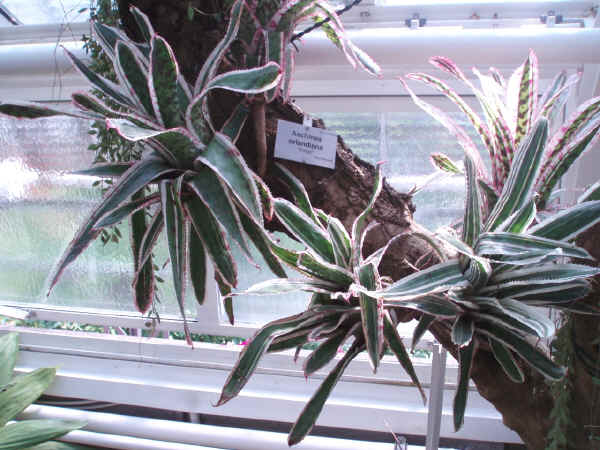 Aechmea orlandiana