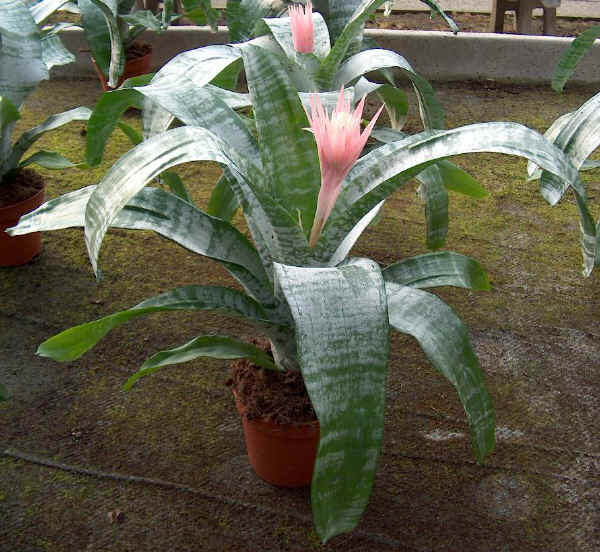 Aechmea fasciata o Billbergia rhodocyanea