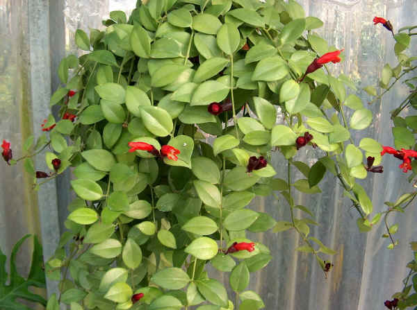 Aeschynanthus lobbianus